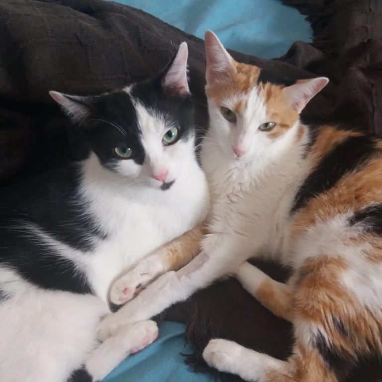 Bon y Yoko