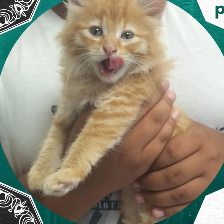 Simba