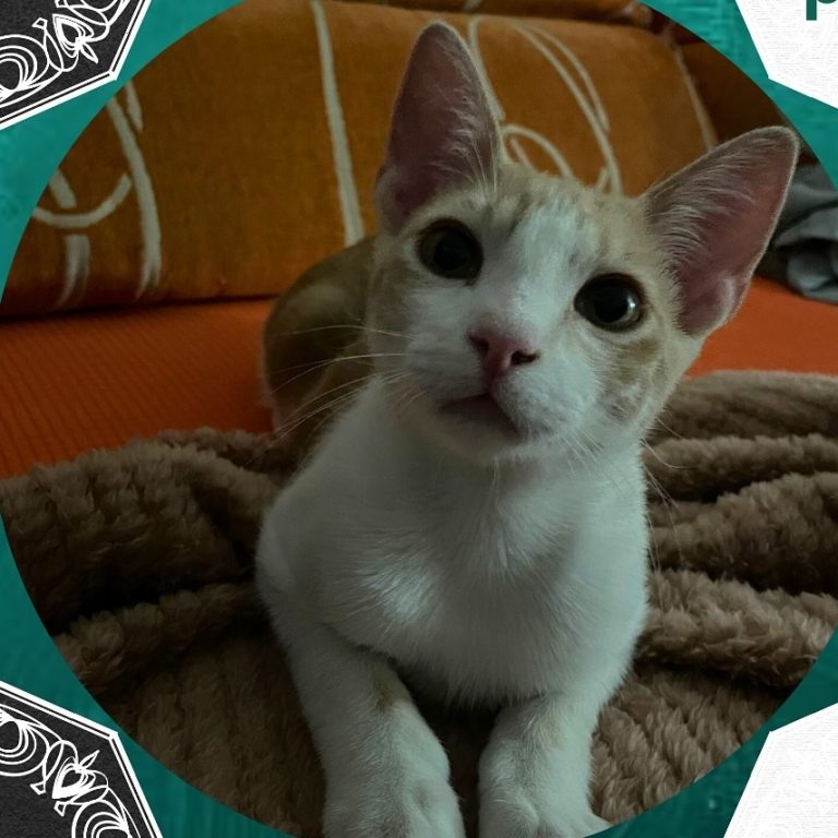 Simba